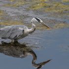 Graureiher [Ardea cinerea], Nettetal