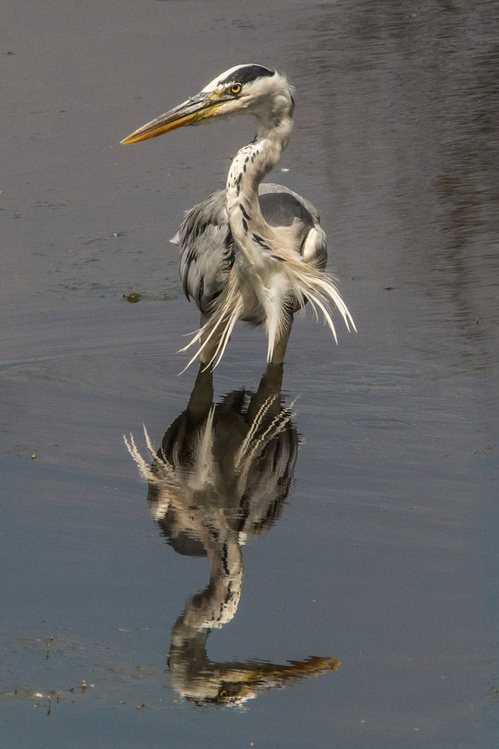 Graureiher (Ardea cinerea), Nettetal