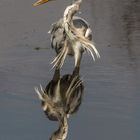 Graureiher (Ardea cinerea), Nettetal