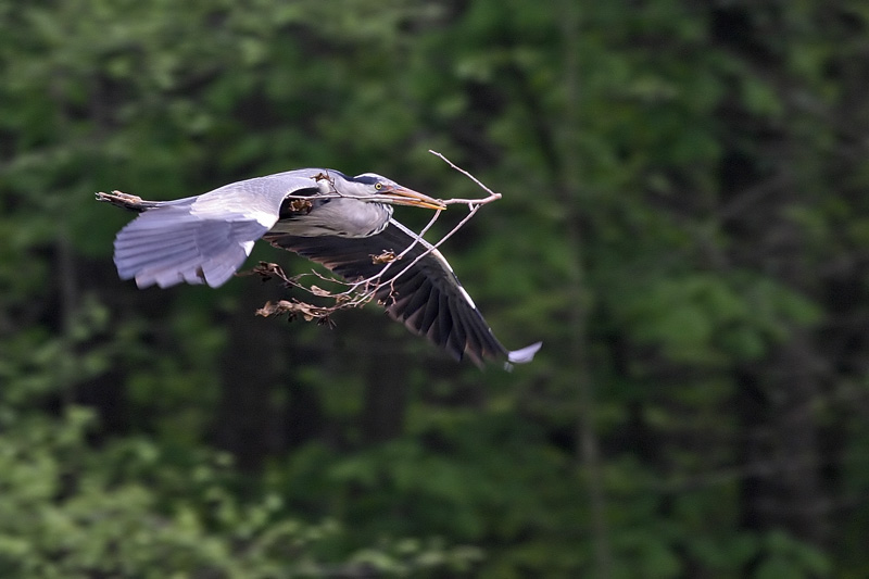 Graureiher (Ardea cinerea) --- reload Projekt SV