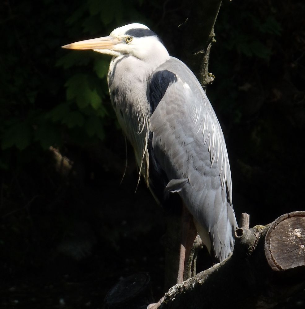 Graureiher (Ardea cinerea) über der Gräfte am Münsterschen Schloss