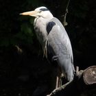 Graureiher (Ardea cinerea) über der Gräfte am Münsterschen Schloss