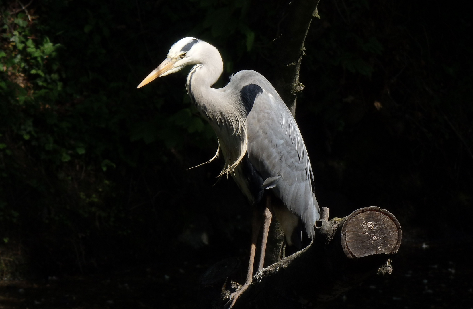 Graureiher (Ardea cinerea) über der Gräfte am Münsterschen Schloss