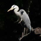 Graureiher (Ardea cinerea) über der Gräfte am Münsterschen Schloss