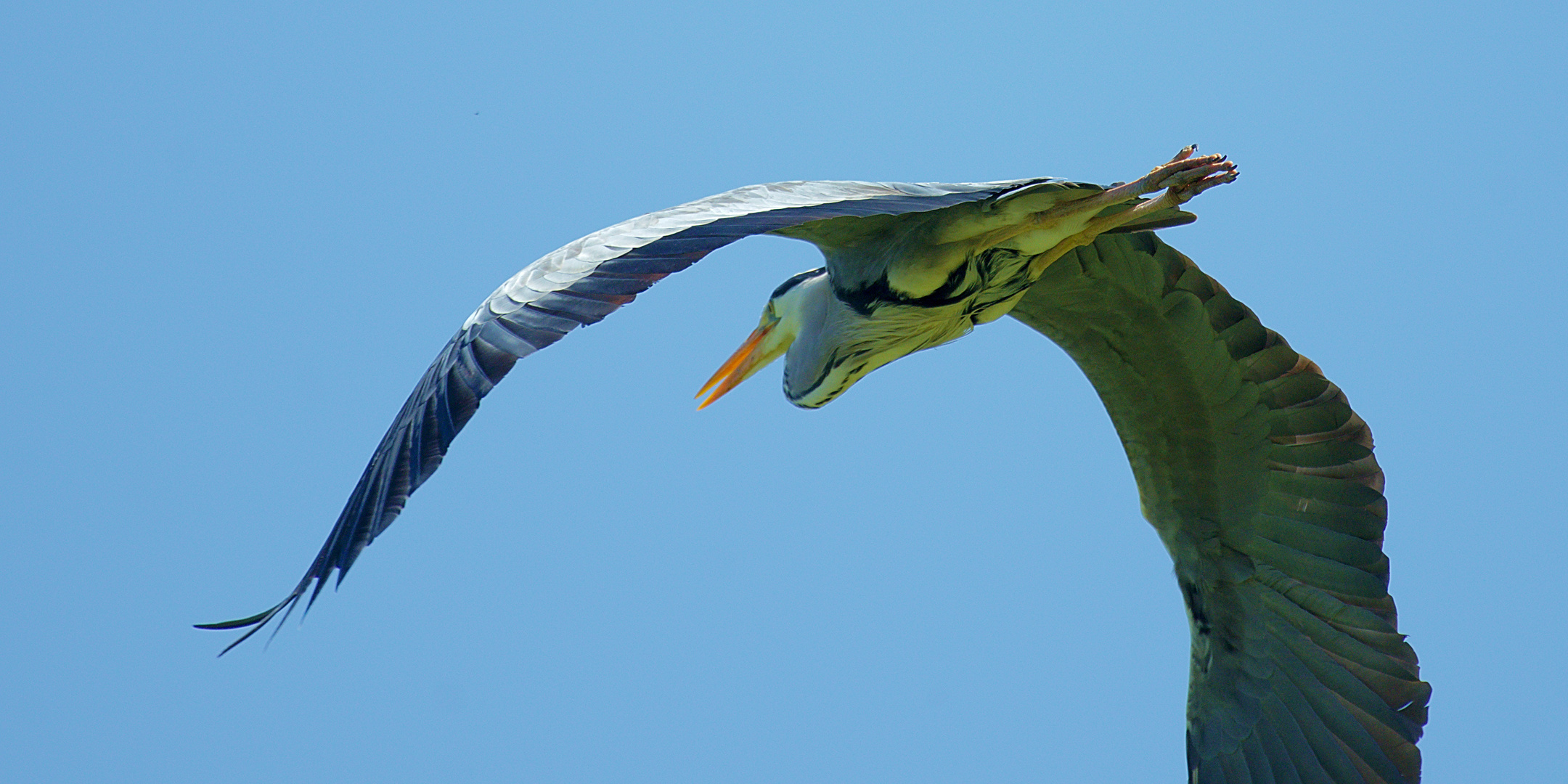 Graureiher (Ardea cinerea) - Überflug