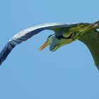 Graureiher (Ardea cinerea) - Überflug