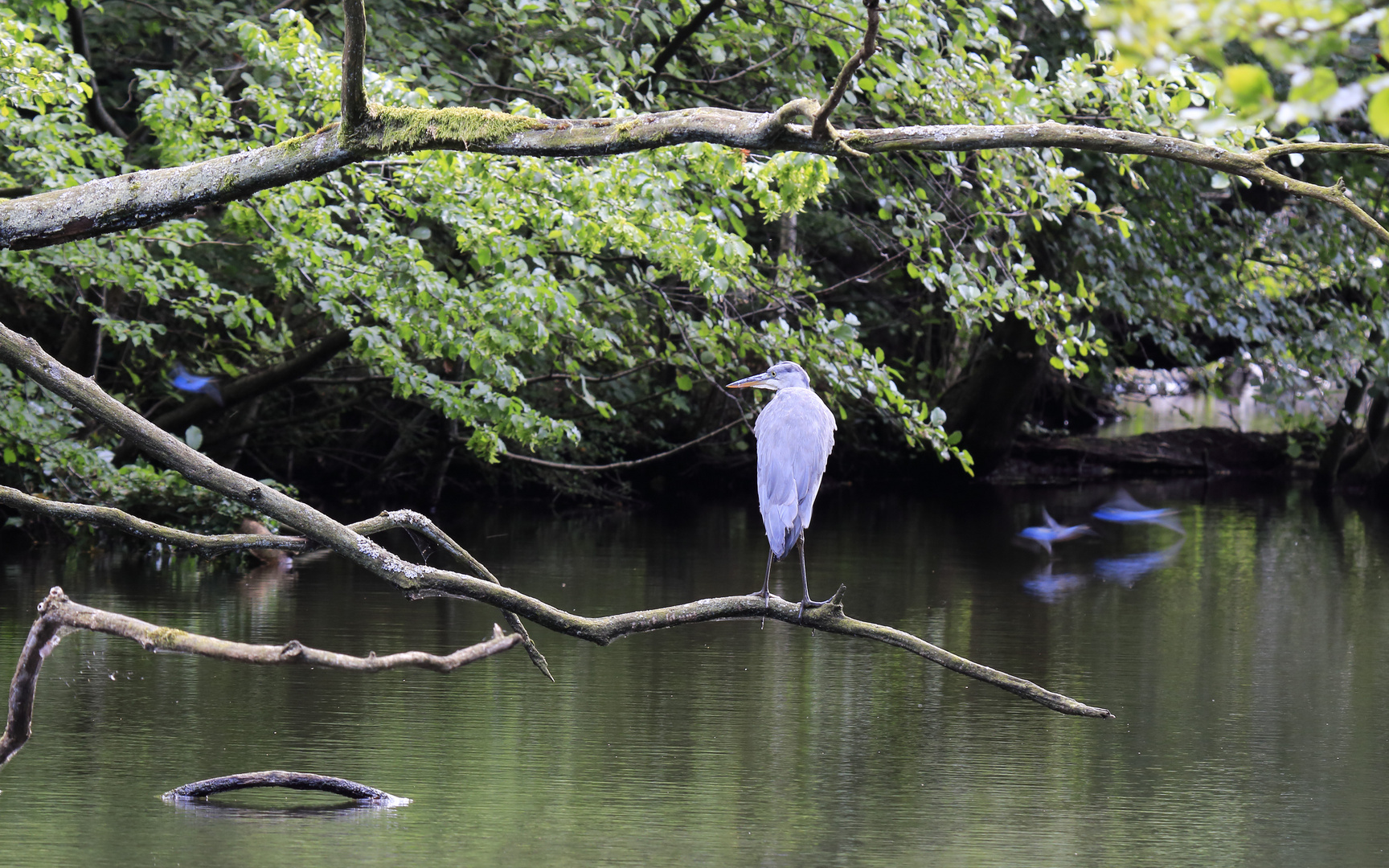 Graureiher (Ardea cinerea) und Eisvögel