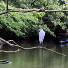 Graureiher (Ardea cinerea) und Eisvögel