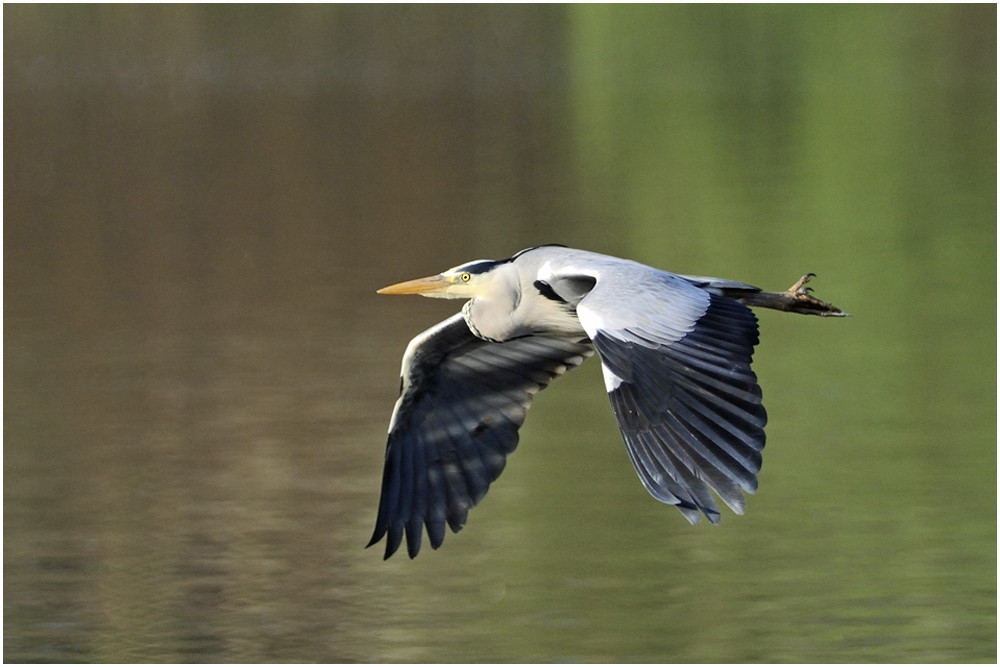 Graureiher (Ardea cinerea) VI