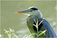 Graureiher (Ardea cinerea) VII