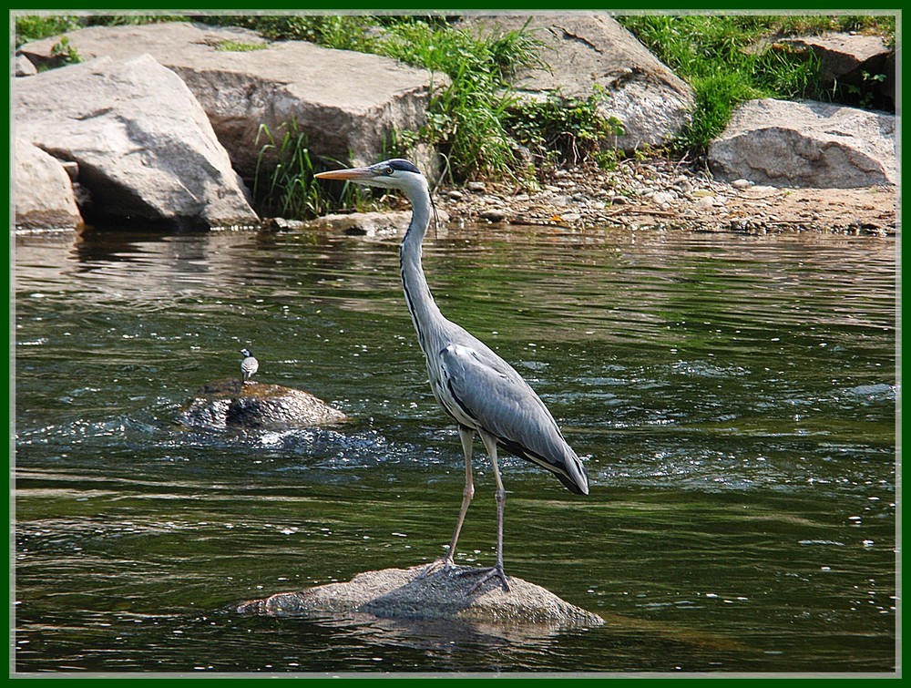 Graureiher ( Ardea Cinerrea )