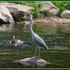 Graureiher ( Ardea Cinerrea )