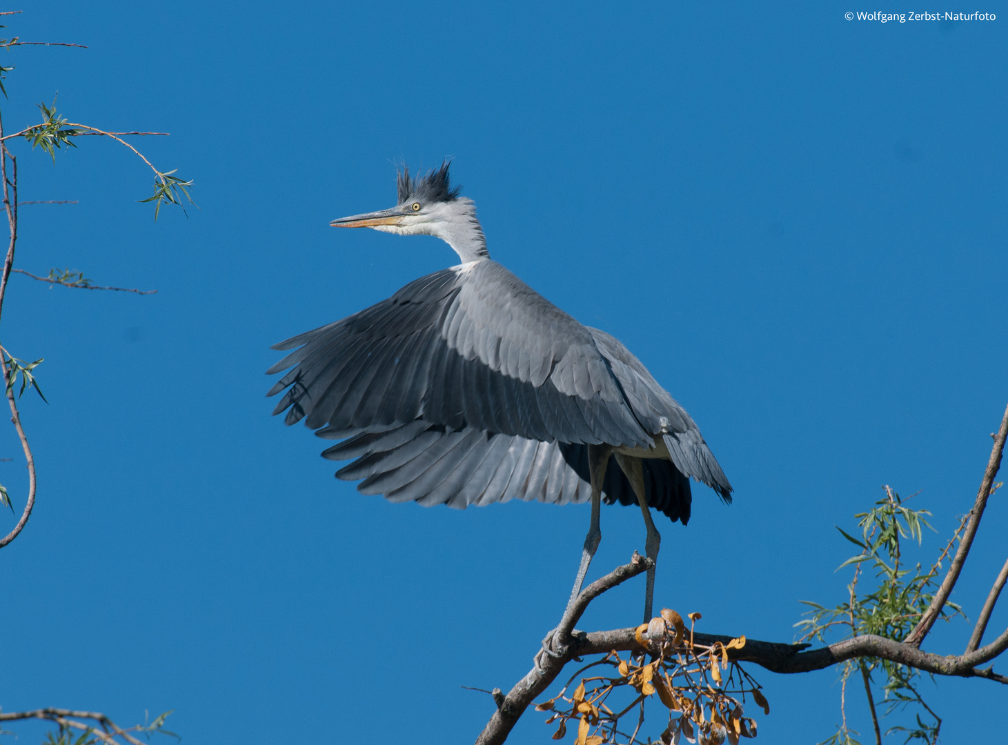 --- Graureiher ---  ( Ardeea cinerea )