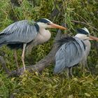 ". Graureiher "   ( Aredea cinerea )