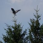 Graureiher auf Baum