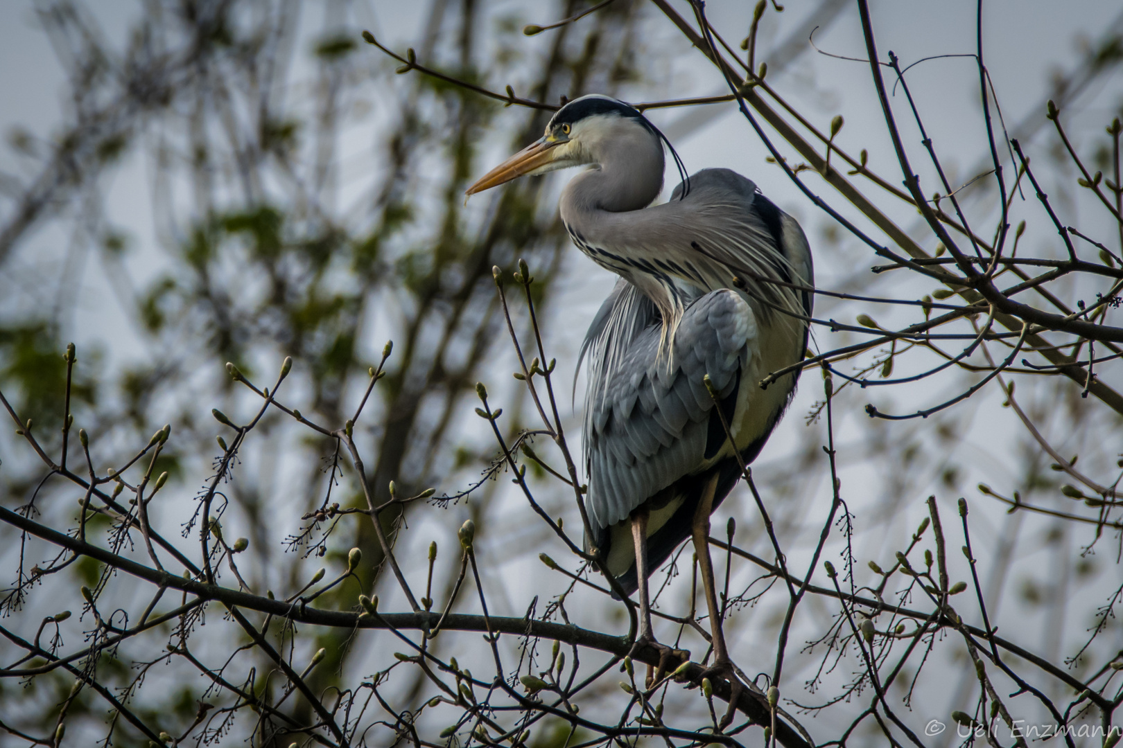 Graureiher auf Besuch im Garten