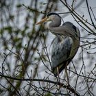 Graureiher auf Besuch im Garten