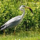 Graureiher auf Beutezug