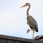 Graureiher auf dem Dach