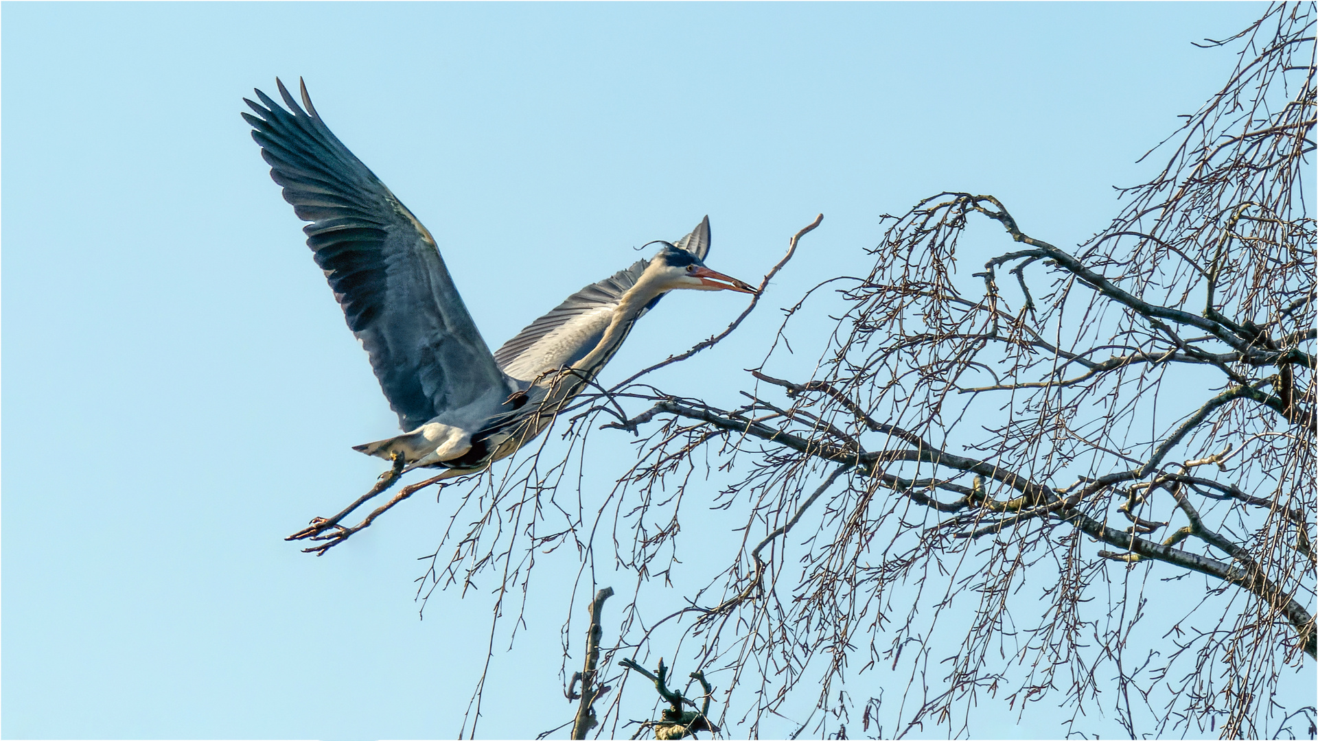 Graureiher auf dem Flug zum Nest  .....