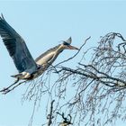 Graureiher auf dem Flug zum Nest  .....