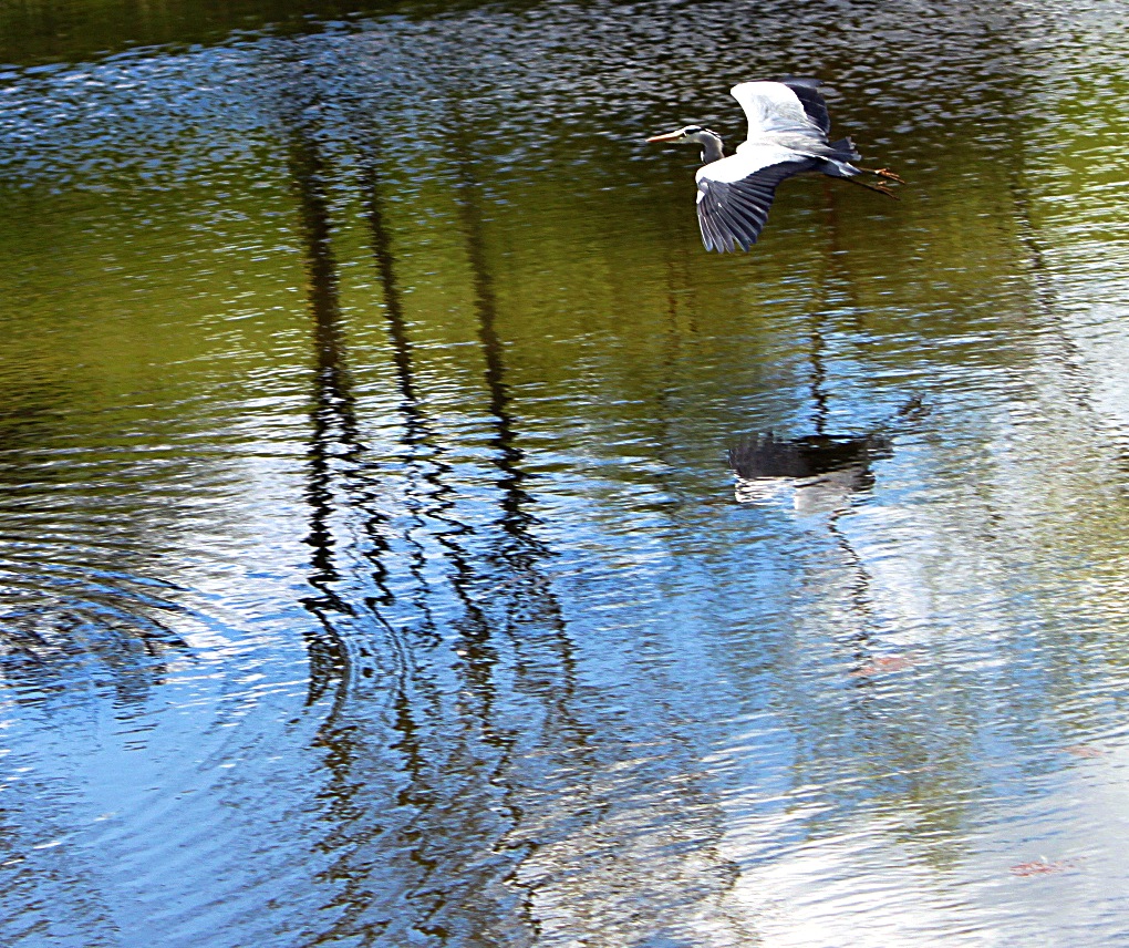 Graureiher auf dem Golfteich in Dillenburg