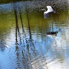 Graureiher auf dem Golfteich in Dillenburg