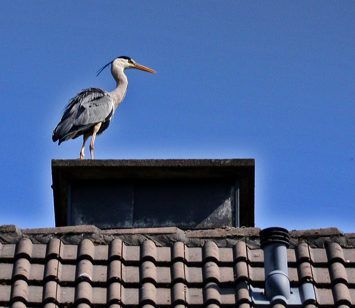 Graureiher auf dem Schornstein....