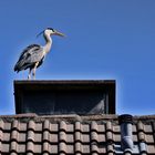 Graureiher auf dem Schornstein....