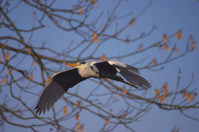 Graureiher auf dem Weg zum Nest