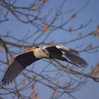 Graureiher auf dem Weg zum Nest