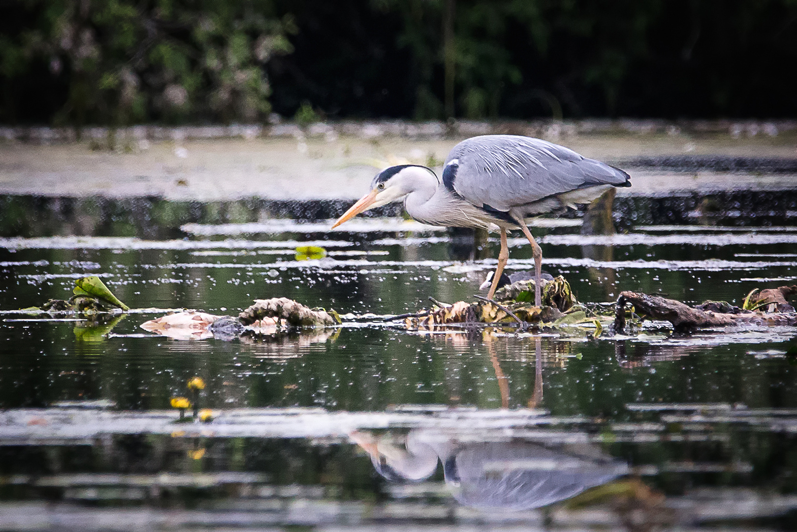 Graureiher auf der Jagd 