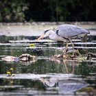 Graureiher auf der Jagd 