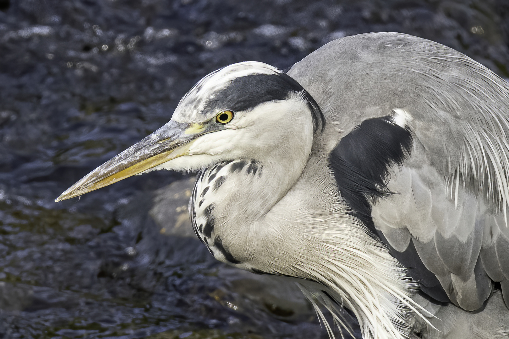 Graureiher auf der Jagd