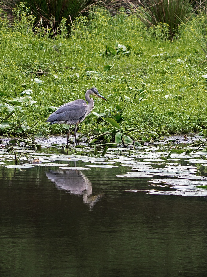 Graureiher auf der Jagd