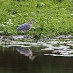 Graureiher auf der Jagd