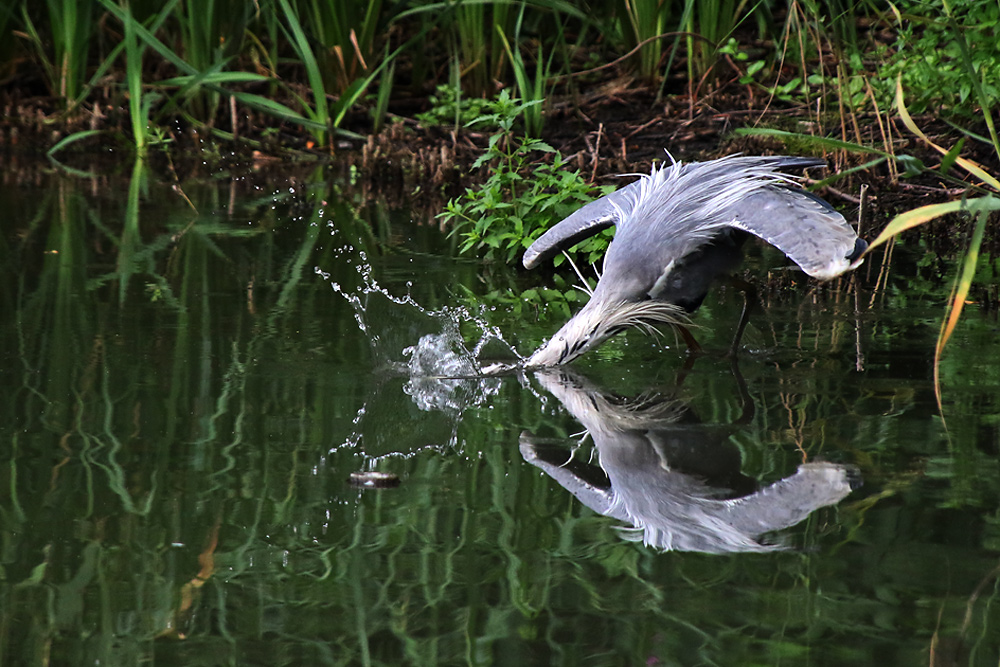 Graureiher auf der Jagd