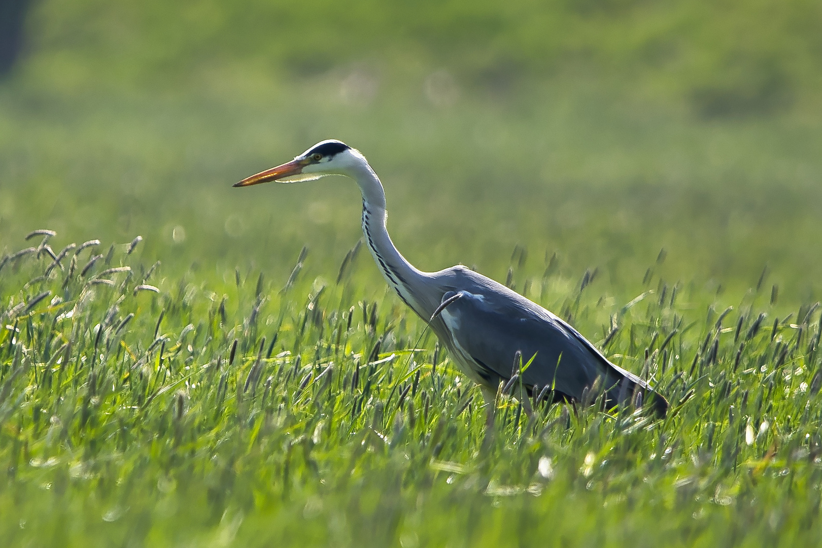 Graureiher auf der Jagd