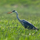 Graureiher auf der Jagd