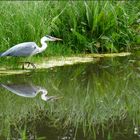 Graureiher auf der Jagd