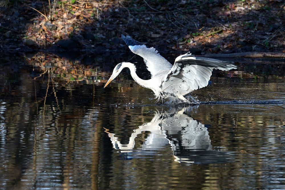 Graureiher auf  der Jagd