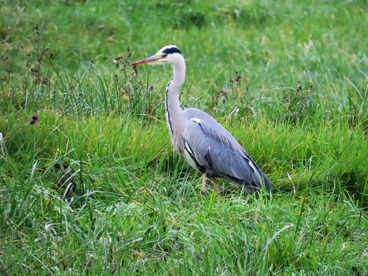 Graureiher auf der Jagd