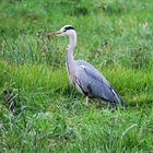 Graureiher auf der Jagd