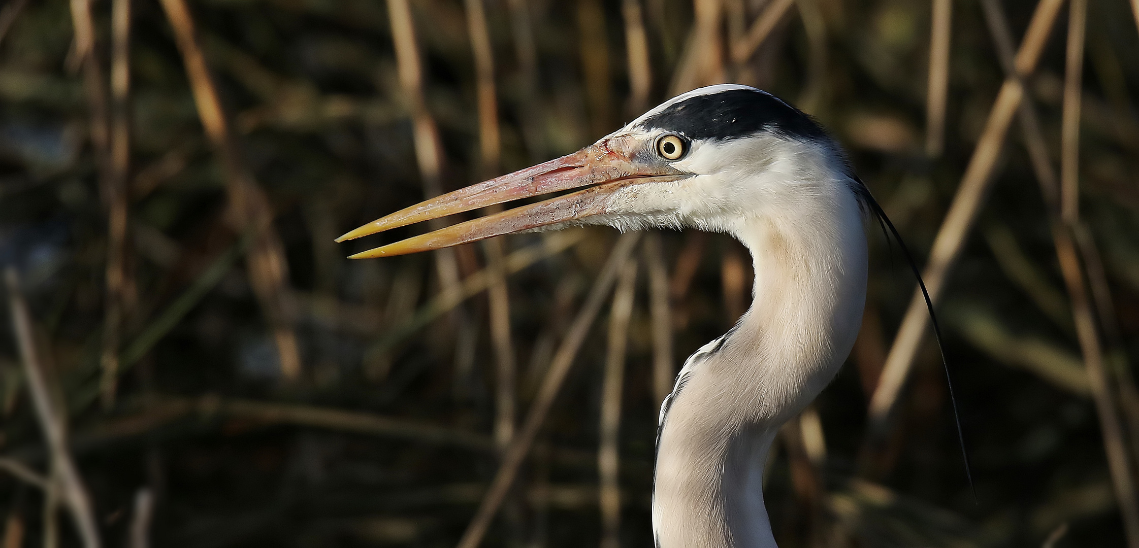 Graureiher auf der Jagd