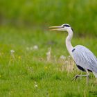 Graureiher auf der Jagd