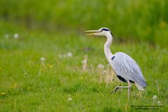 Graureiher auf der Jagd