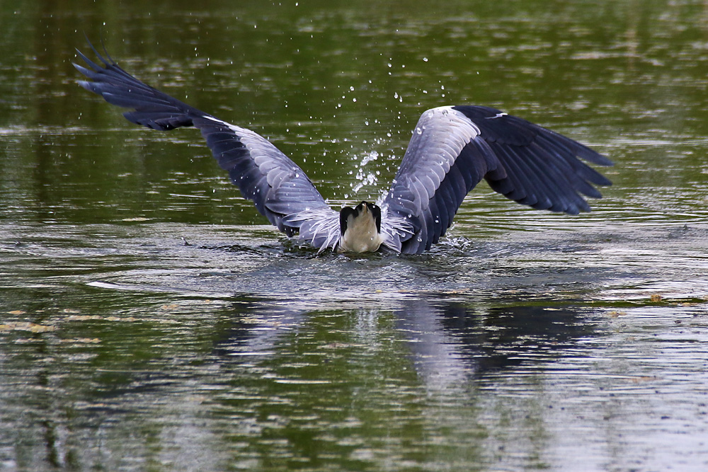 Graureiher auf der Jagd nach dem Fisch