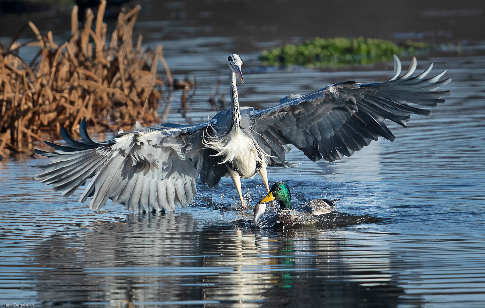 Graureiher auf der Jagd nach dem Stockentenfisch.