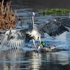 Graureiher auf der Jagd nach dem Stockentenfisch.