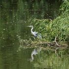 Graureiher auf der Lauer